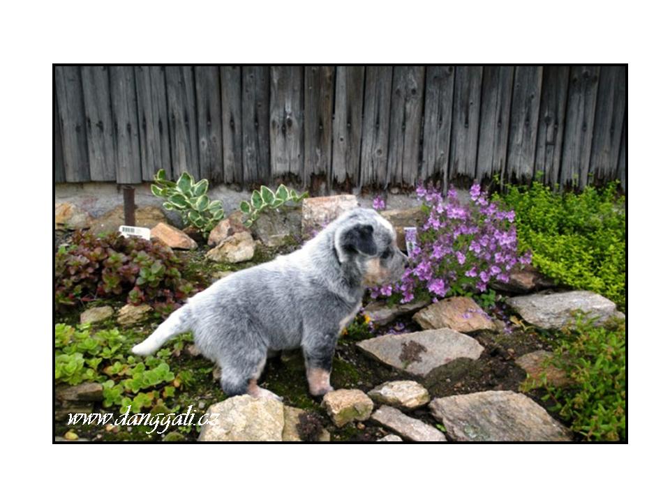puppy11