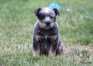 img_7285-copy.jpg