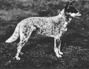 ajalugu_nipper---bred-by-harry-bagust-in-1899.jpg