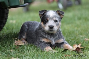 img_0663copy.jpg