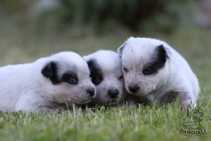 img_9618-copy.jpg